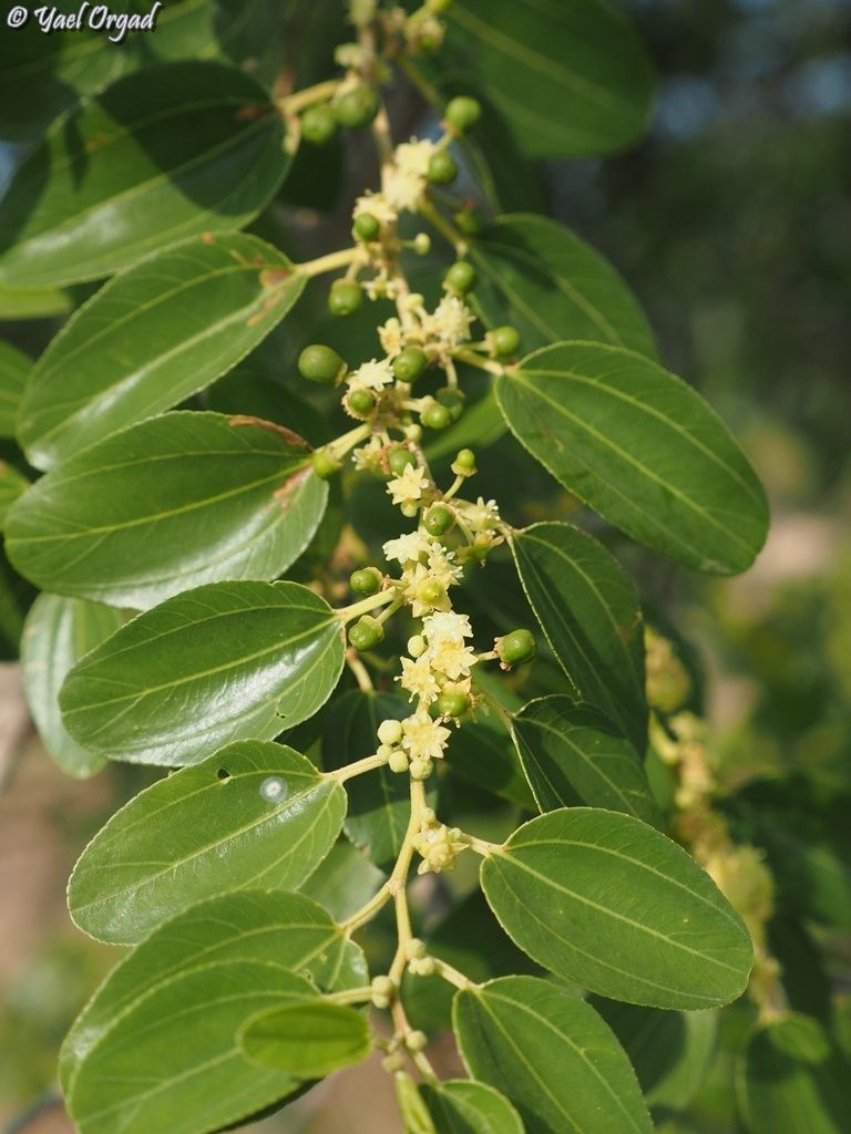 Ziziphus spina-christi