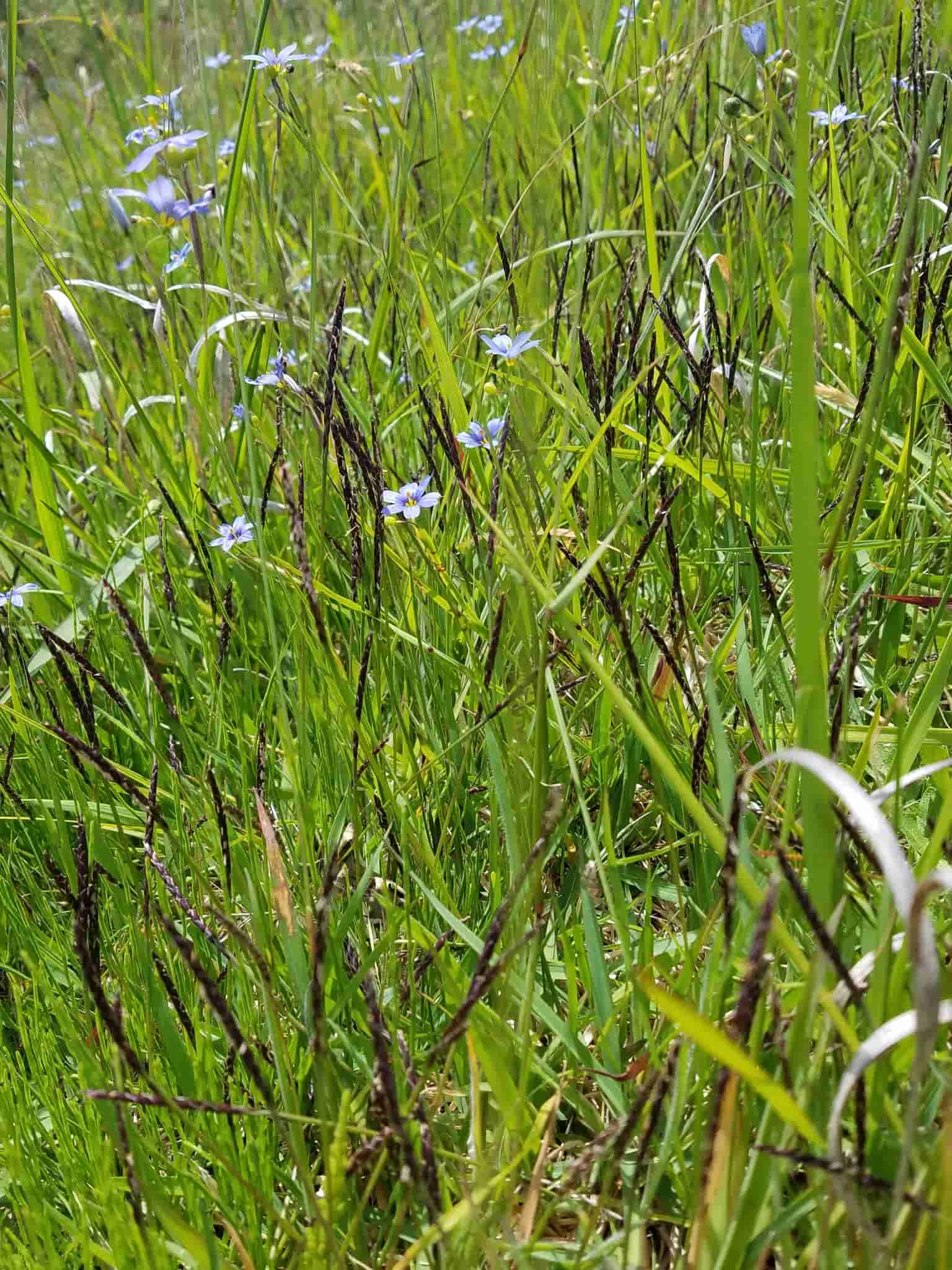 Zoysia japonica