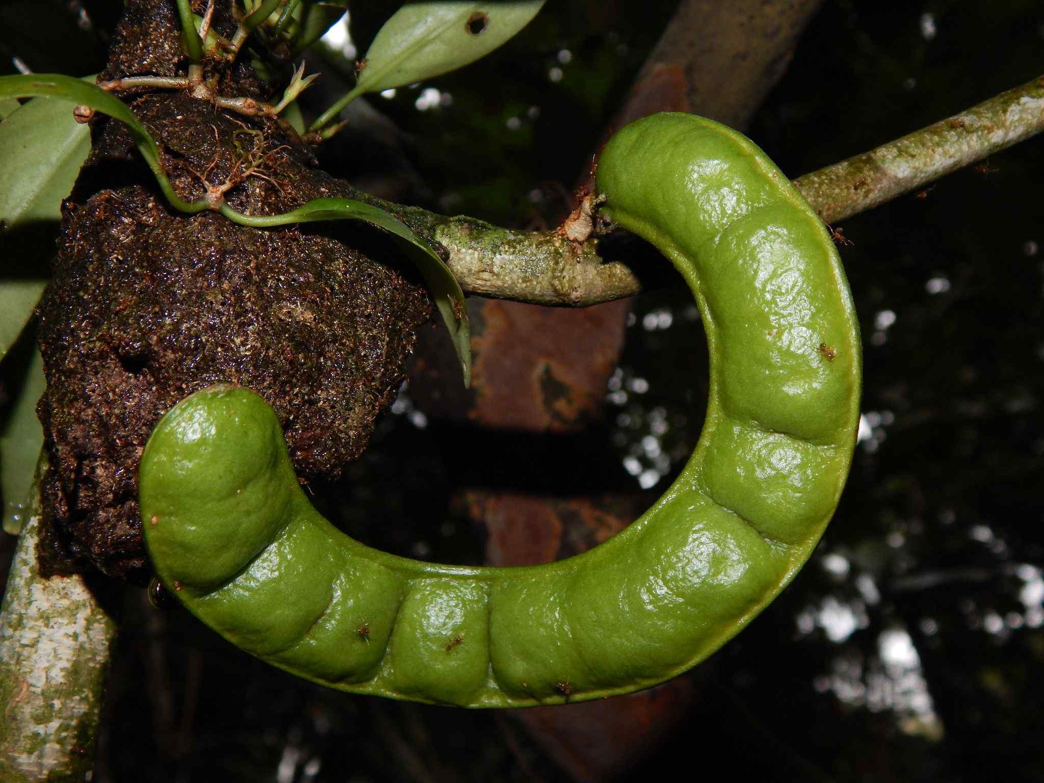 Zygia latifolia