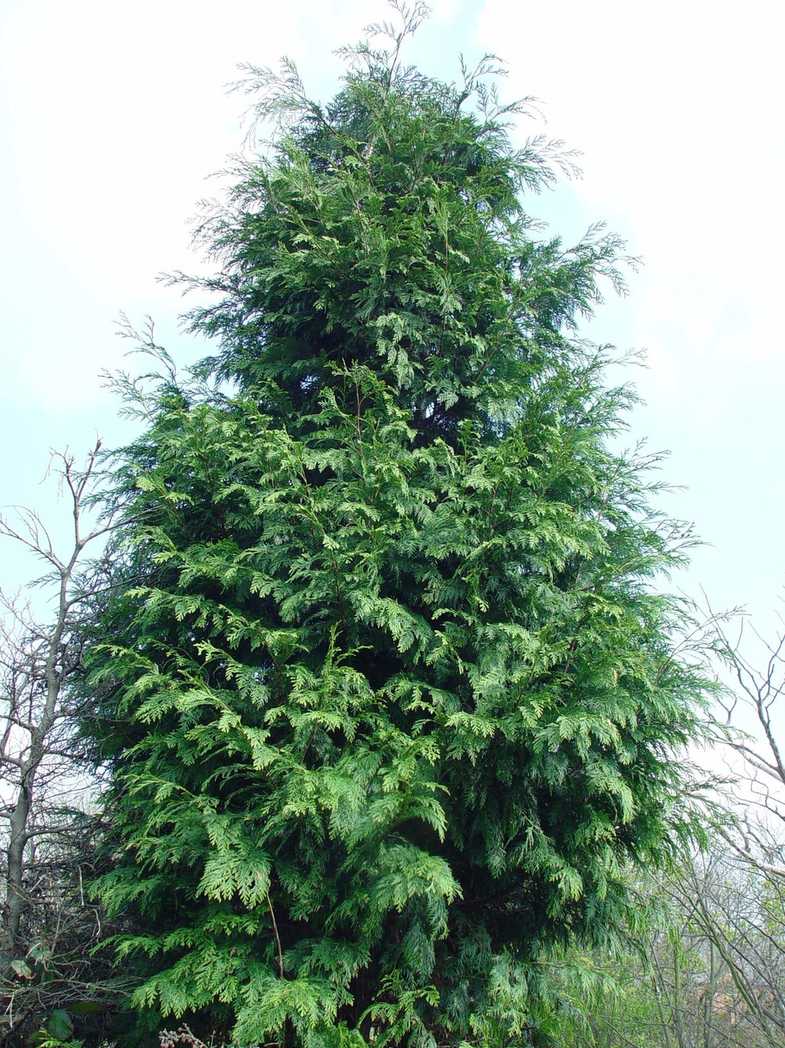 x Hesperotropsis leylandii