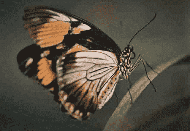 Arthropods