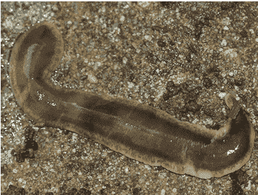Flatworms