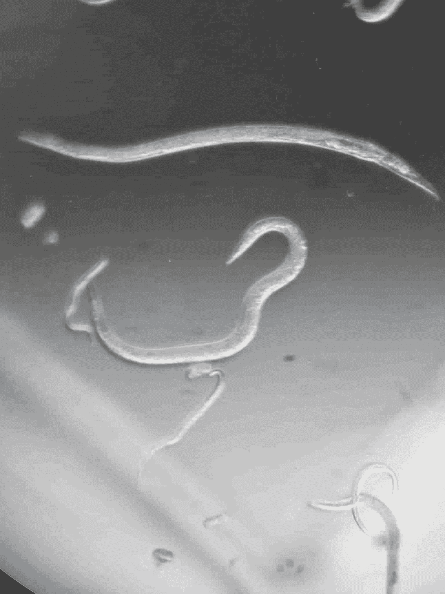 Nematodes