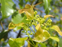 Cinnamomum camphora