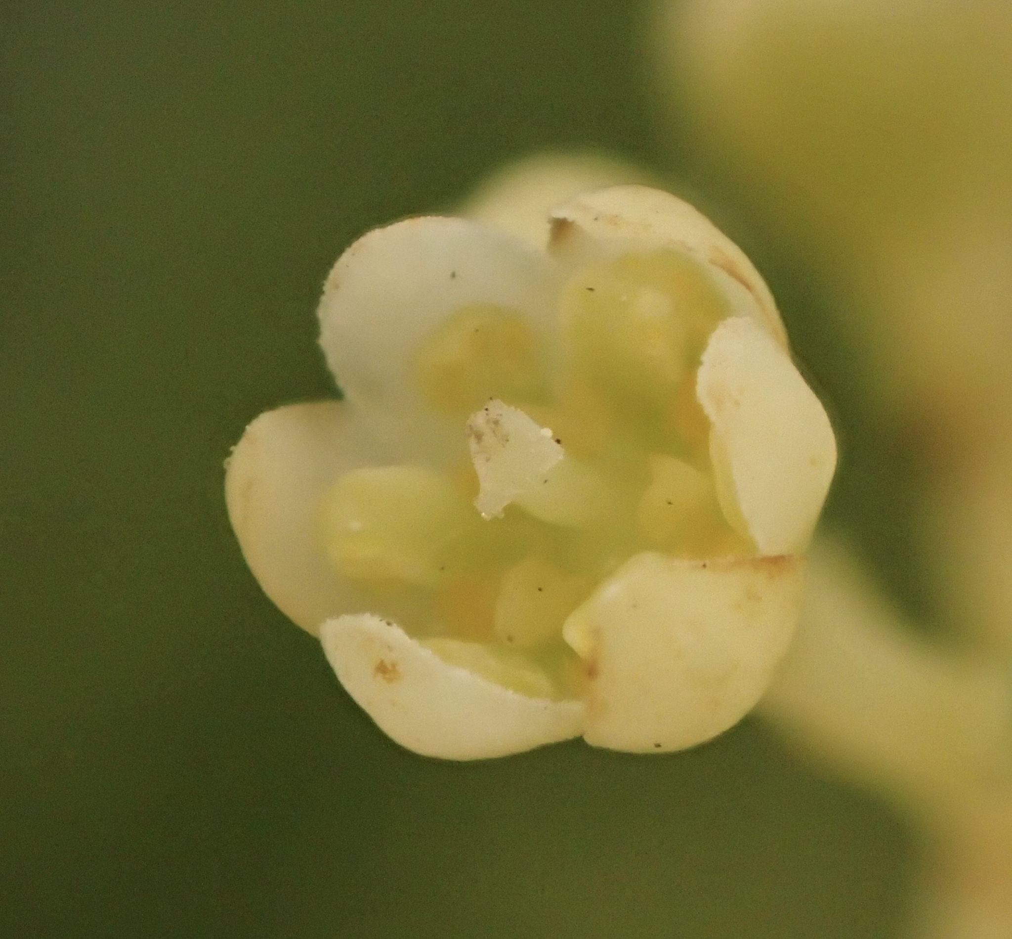 Cinnamomum camphora