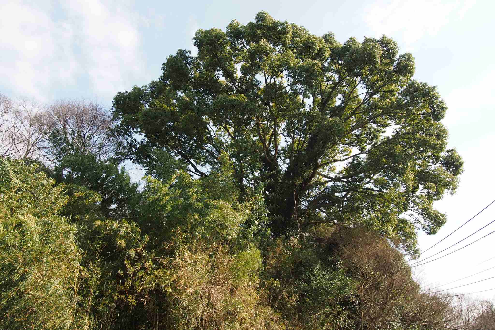 Cinnamomum camphora