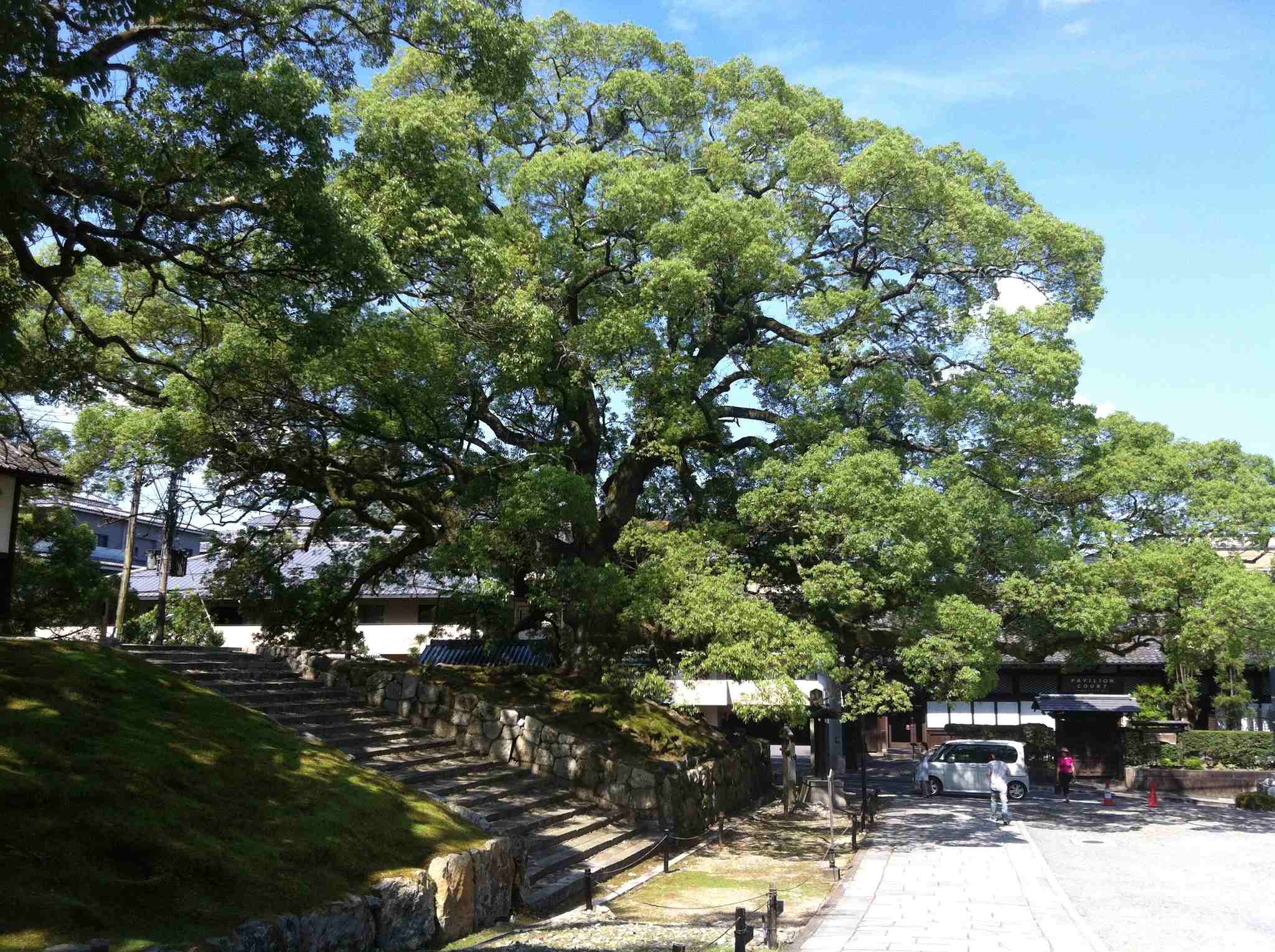 Cinnamomum camphora