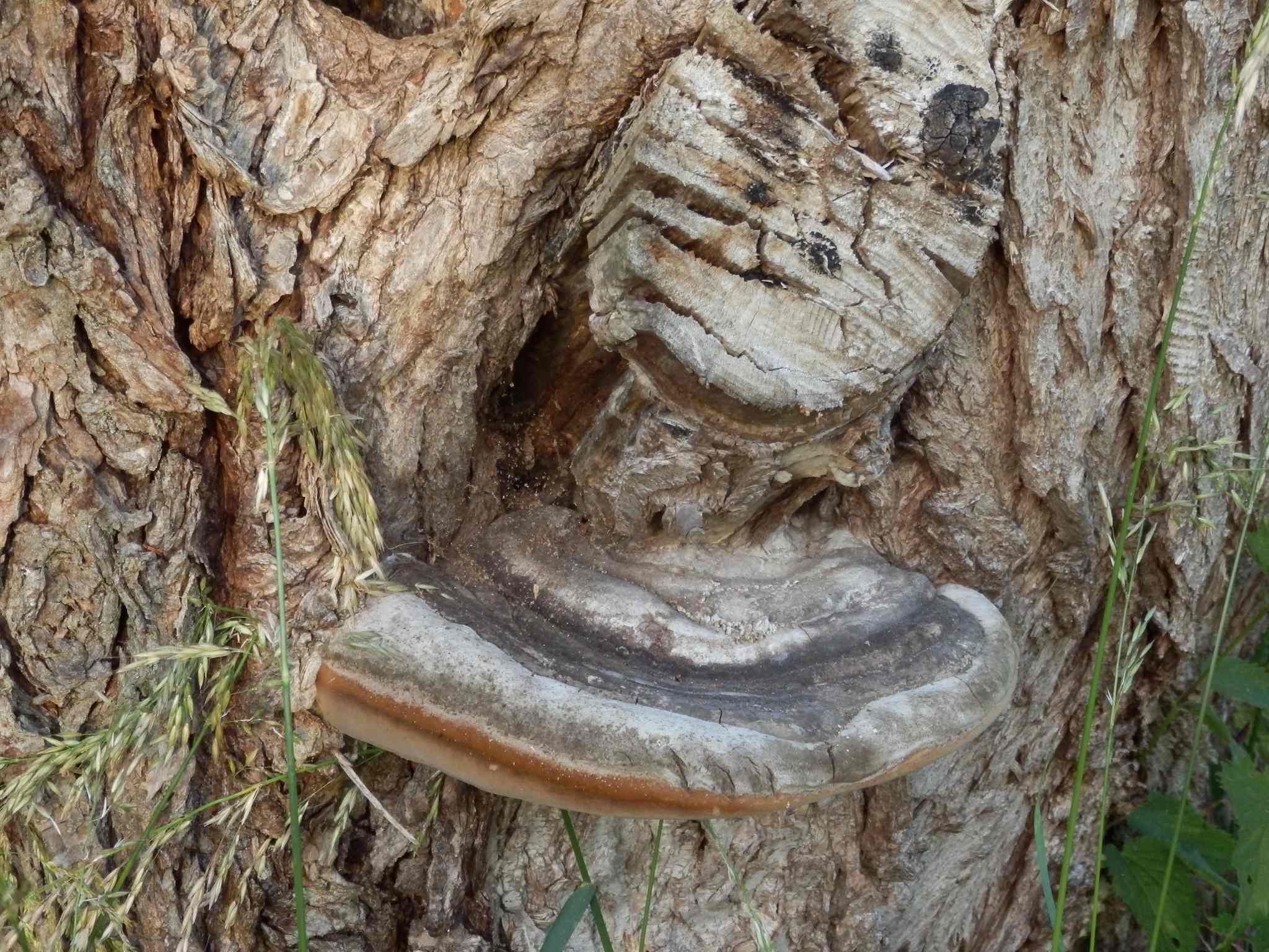 Phellinus igniarius
