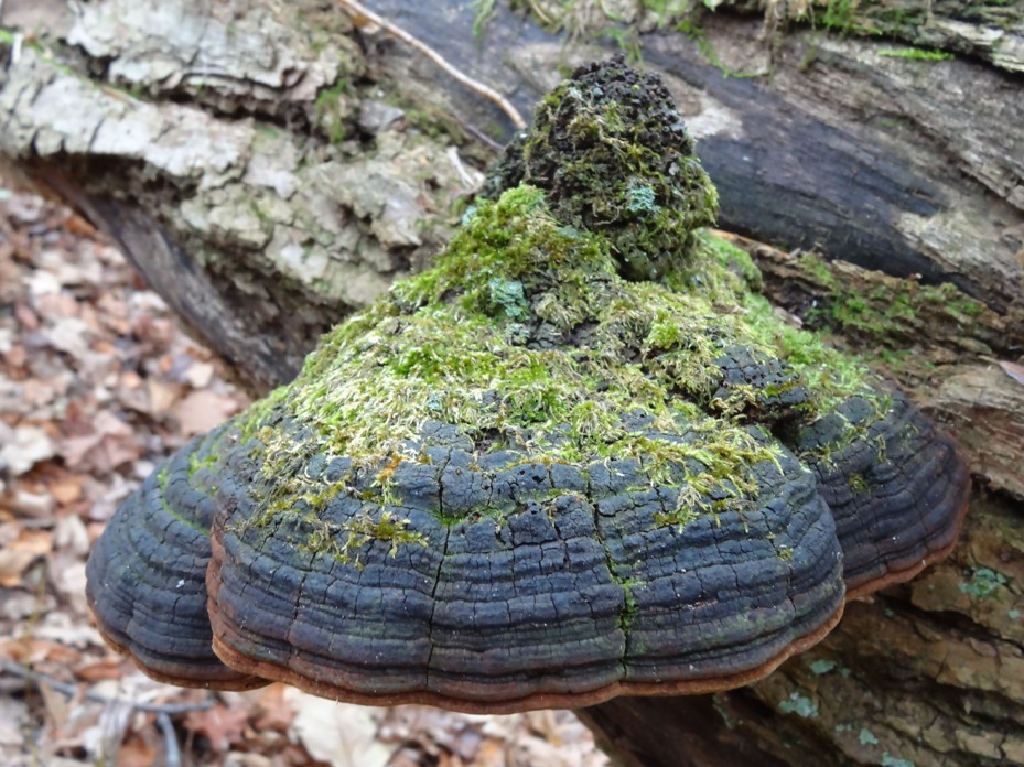 Phellinus igniarius