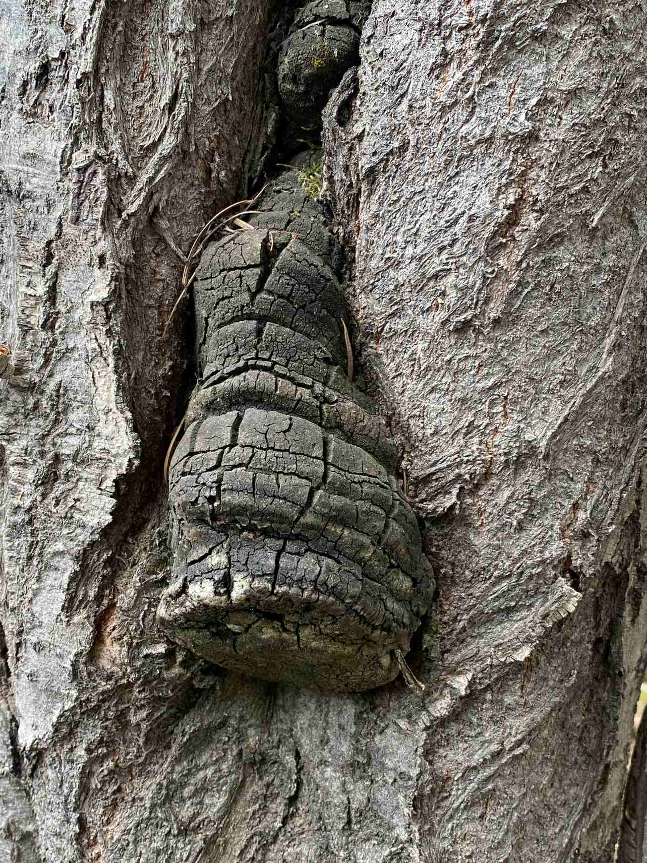 Phellinus igniarius