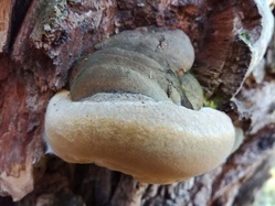 Phellinus igniarius