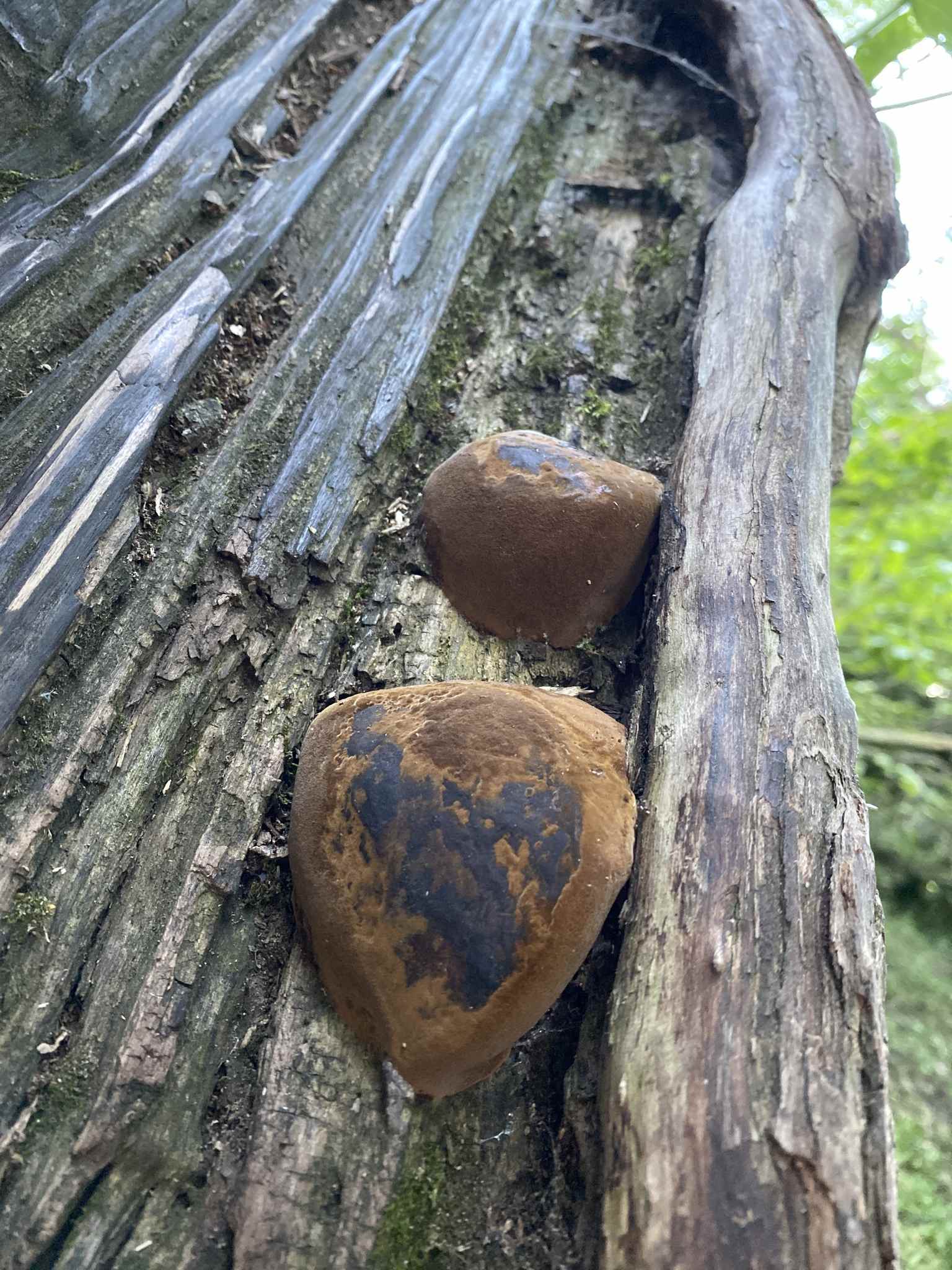 Phellinus igniarius