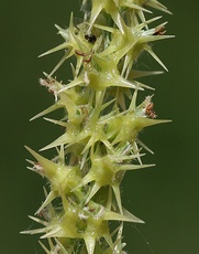 Cenchrus spinifex