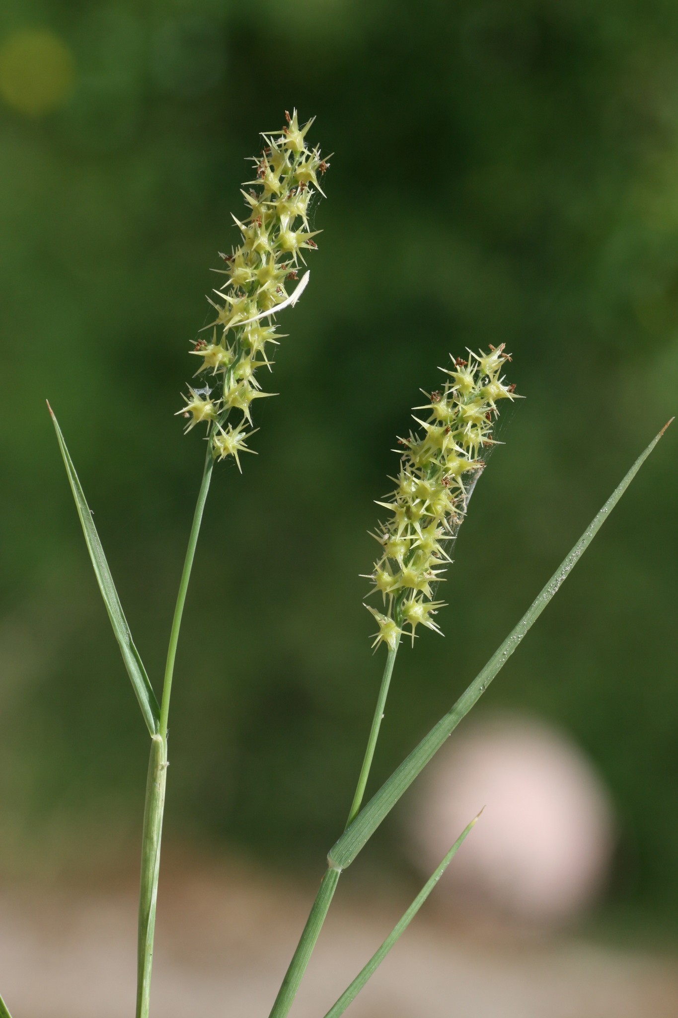Cenchrus spinifex