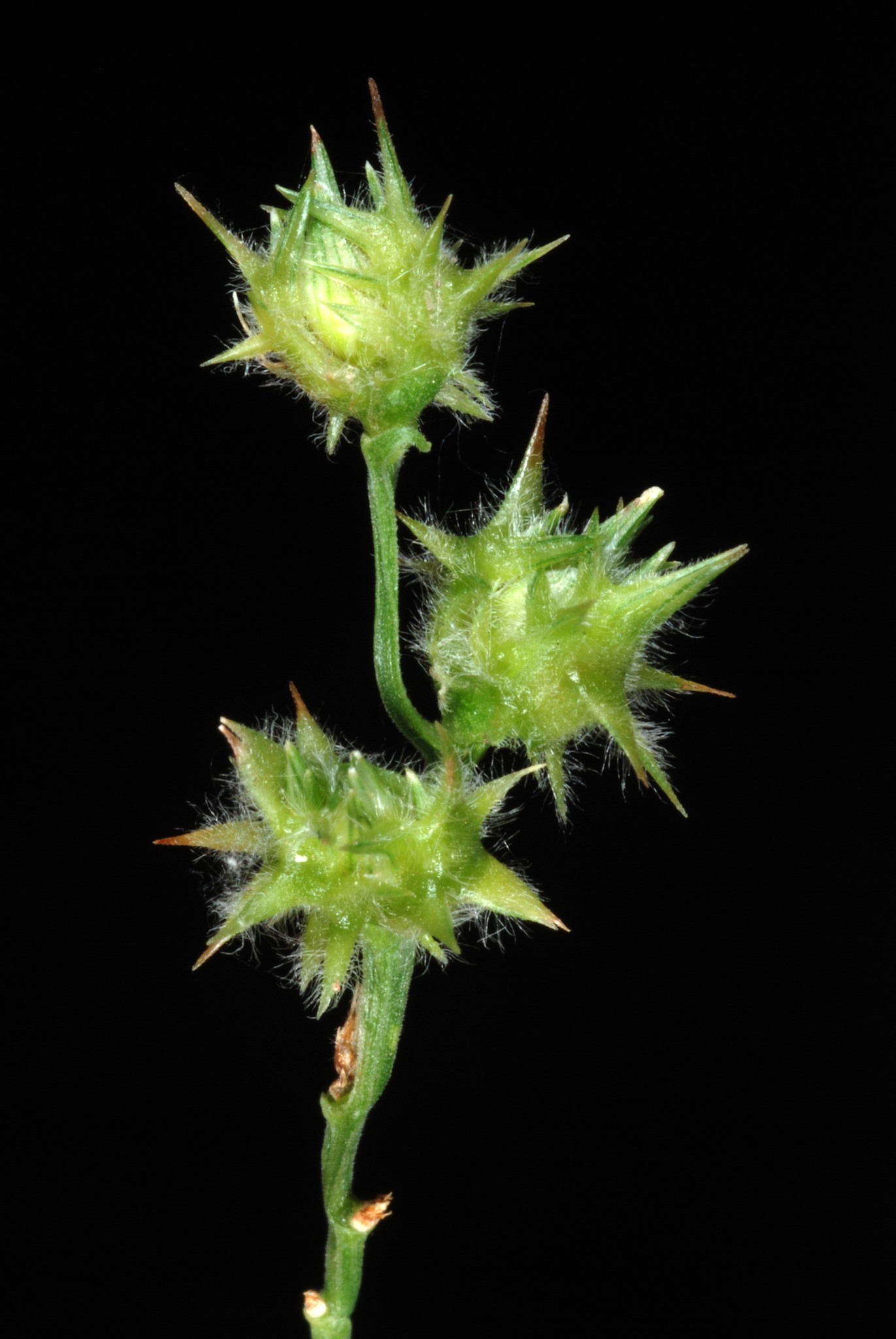 Cenchrus spinifex