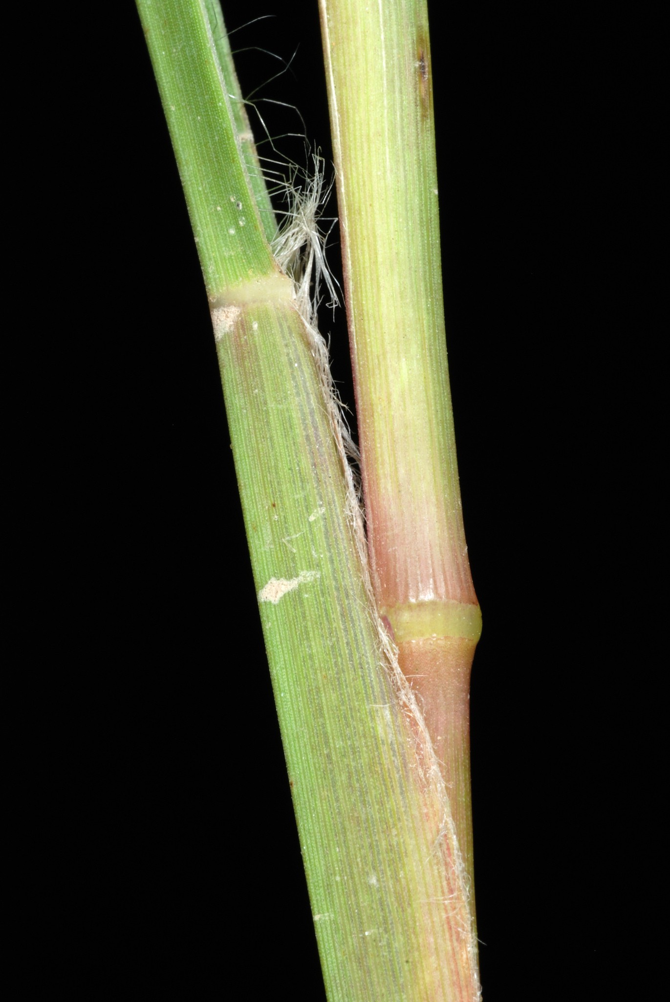 Cenchrus spinifex