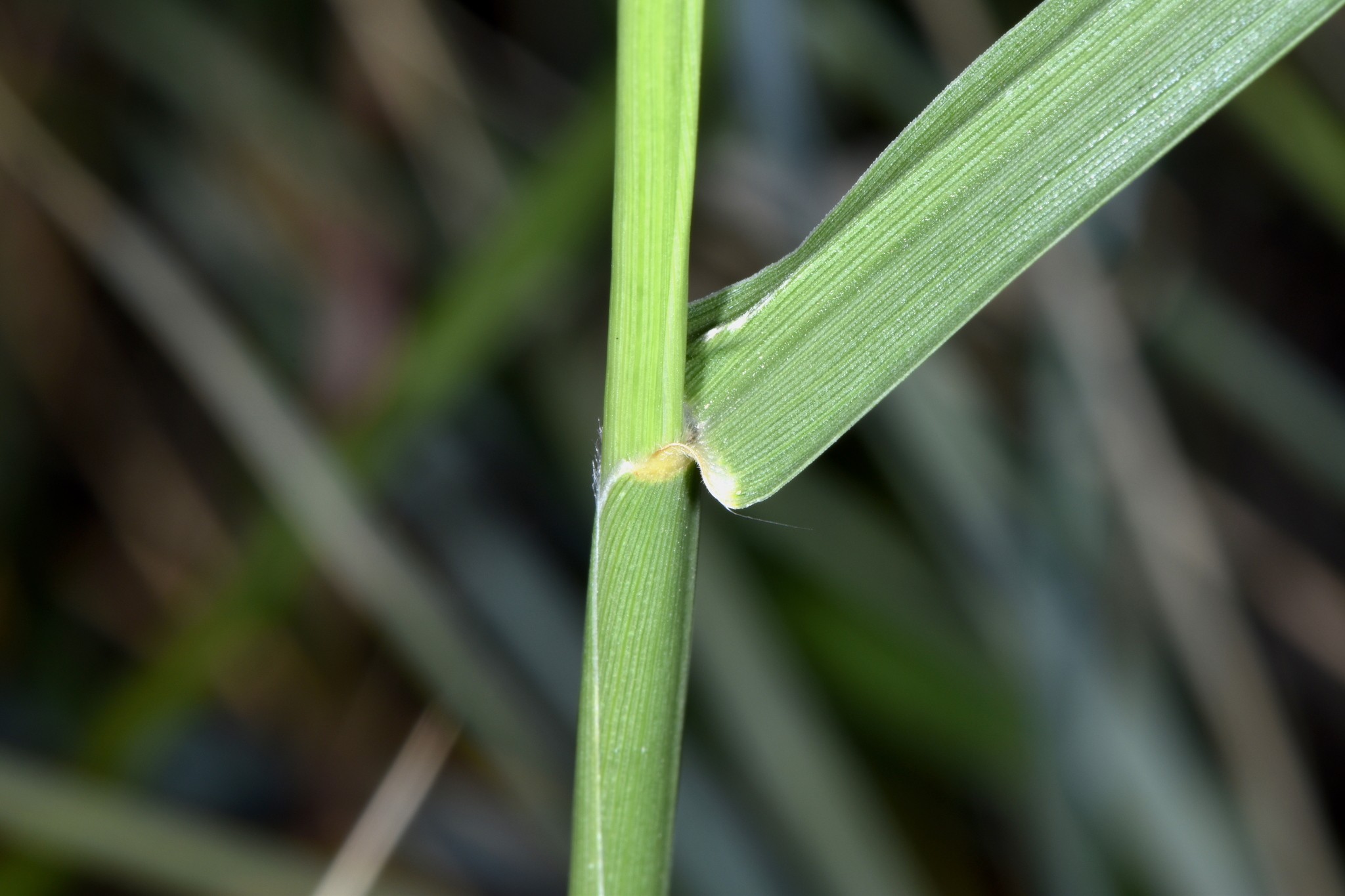 Cenchrus spinifex