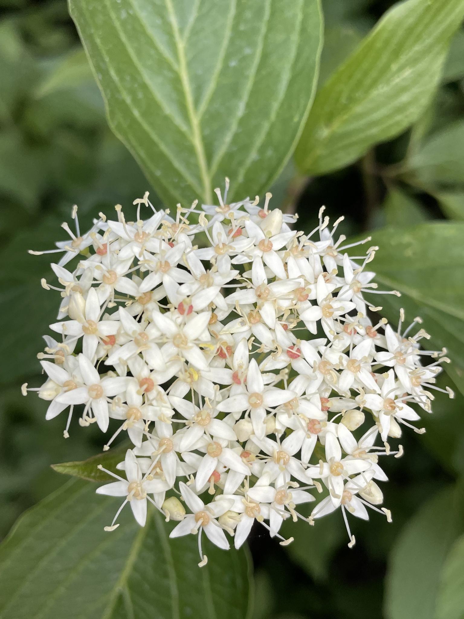 Cornus sericea