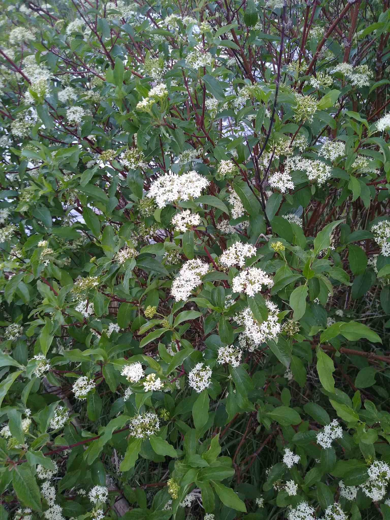 Cornus sericea