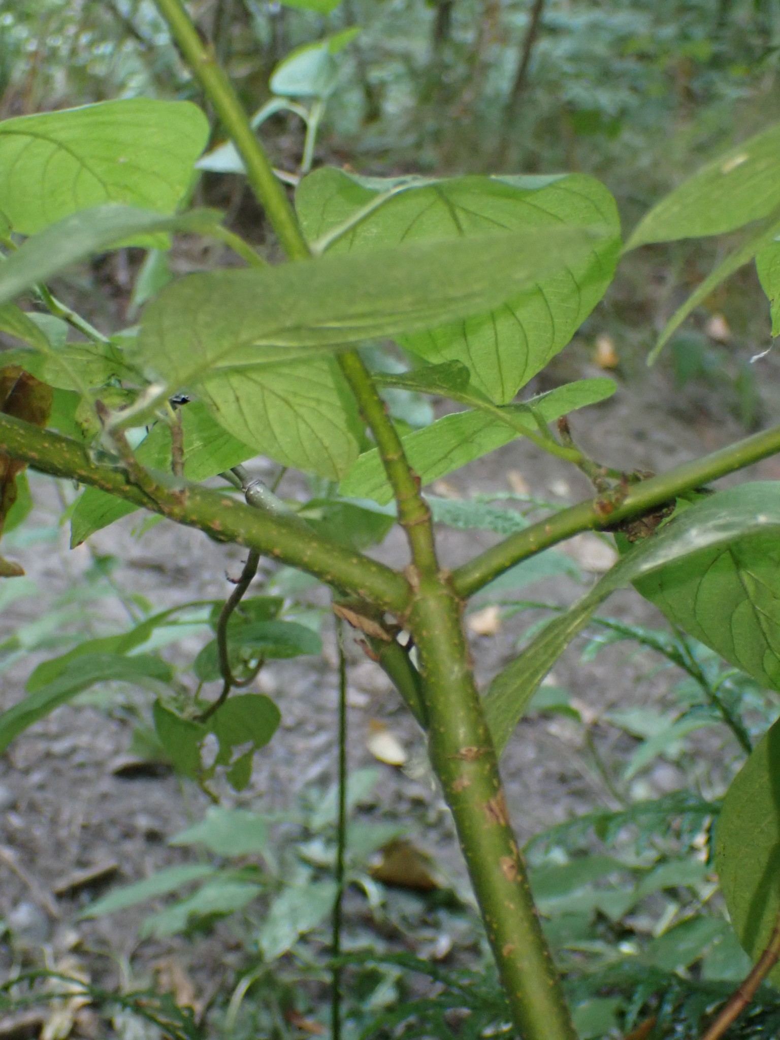 Cornus sericea