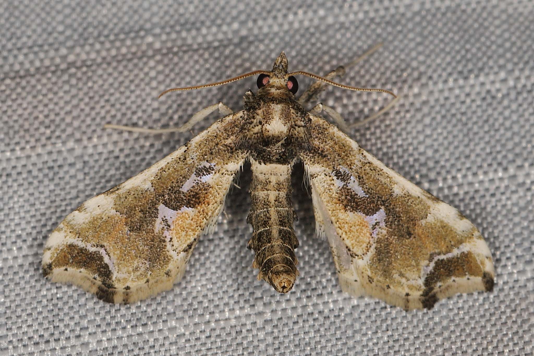 Leucinodes laisalis