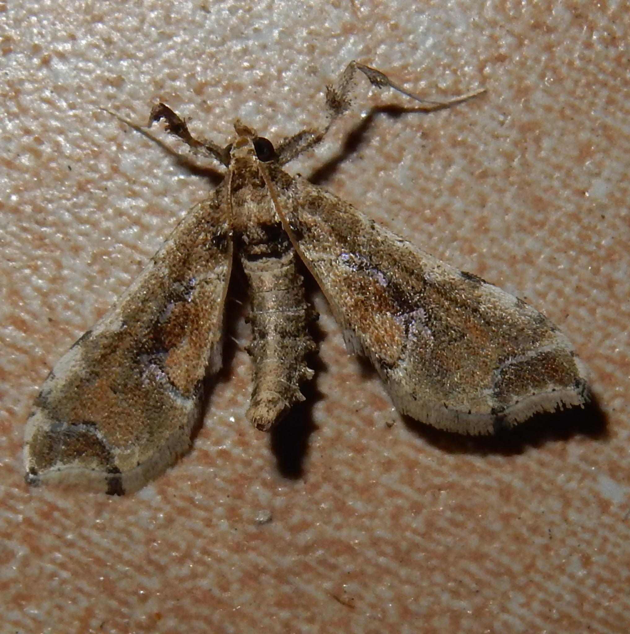 Leucinodes laisalis