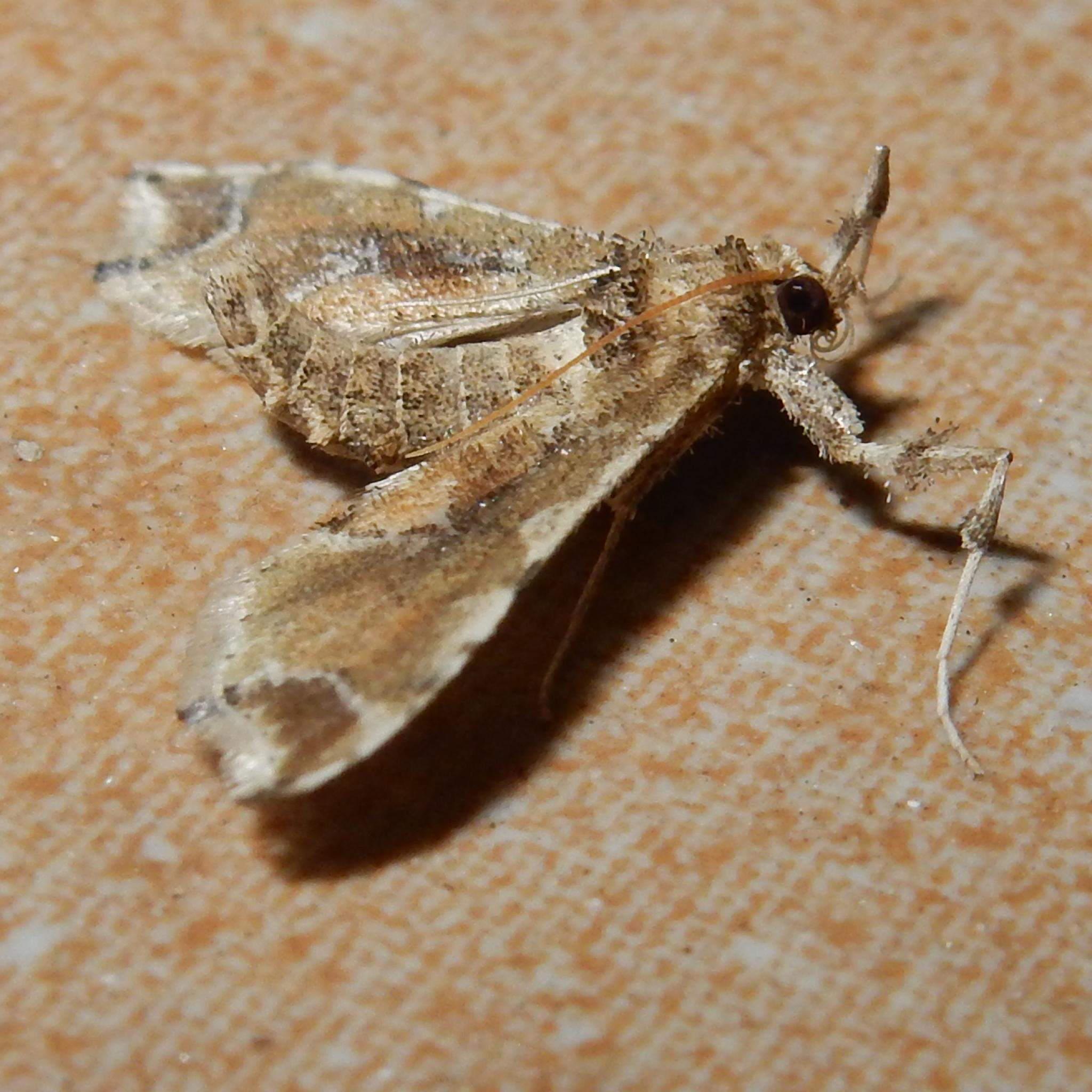 Leucinodes laisalis