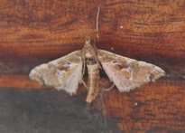 Leucinodes laisalis