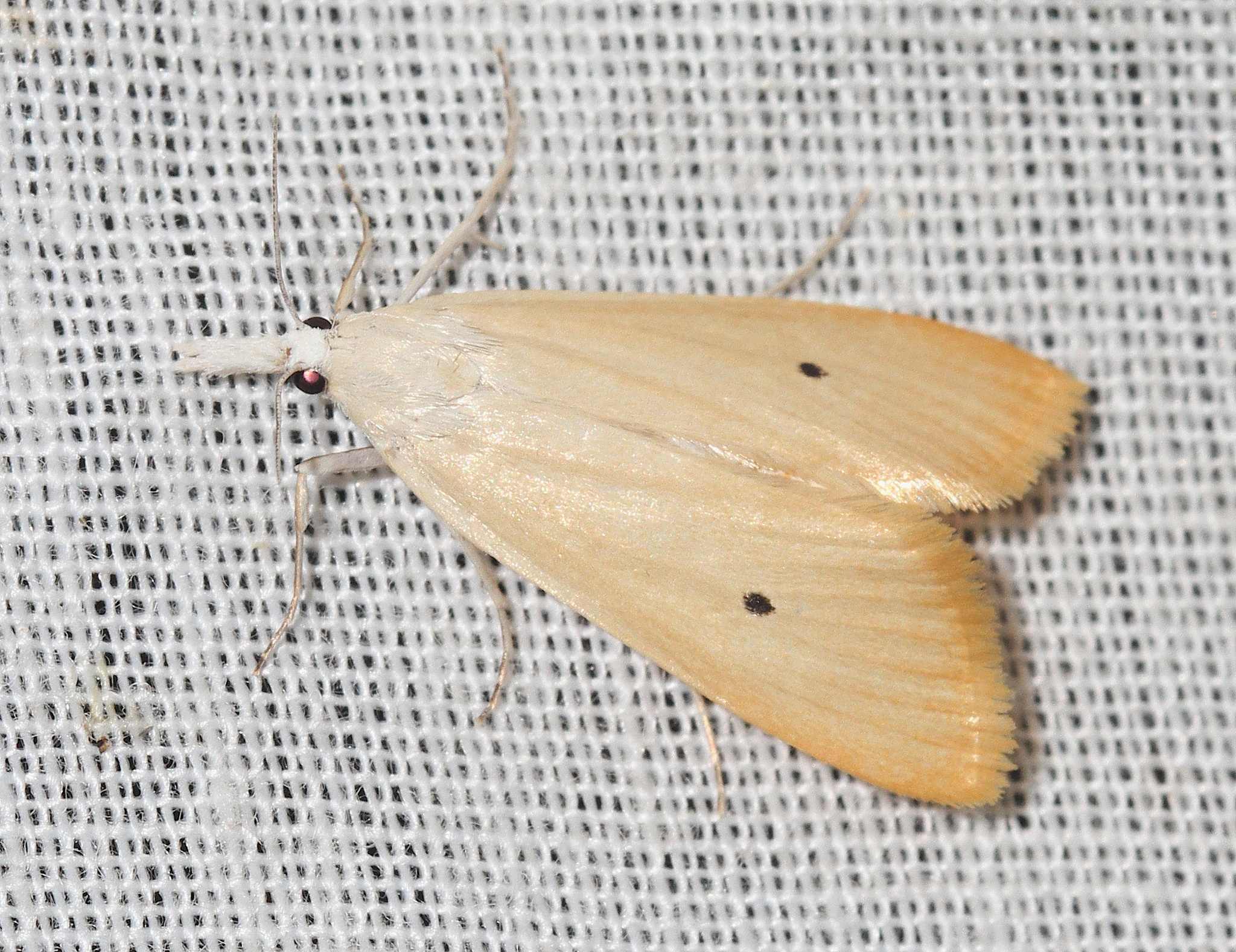 Scirpophaga incertulas