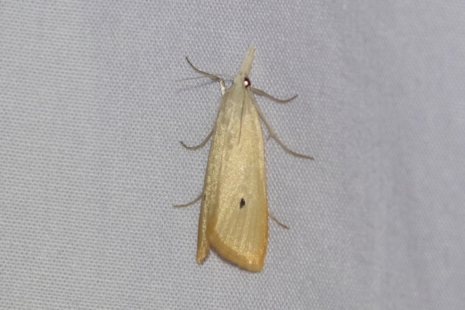 Scirpophaga incertulas
