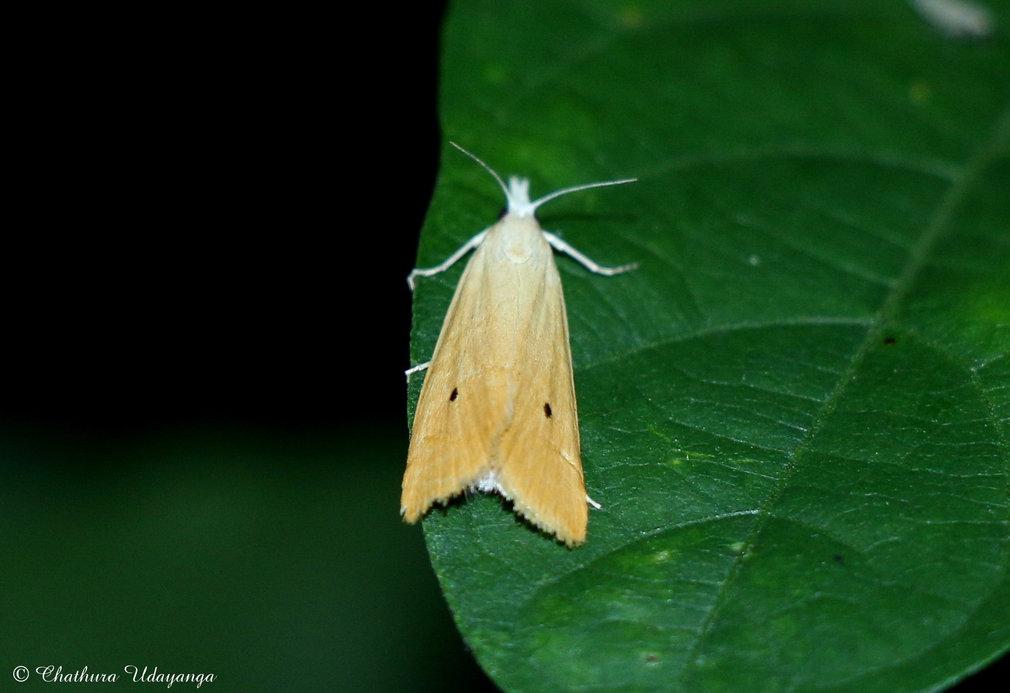 Scirpophaga incertulas