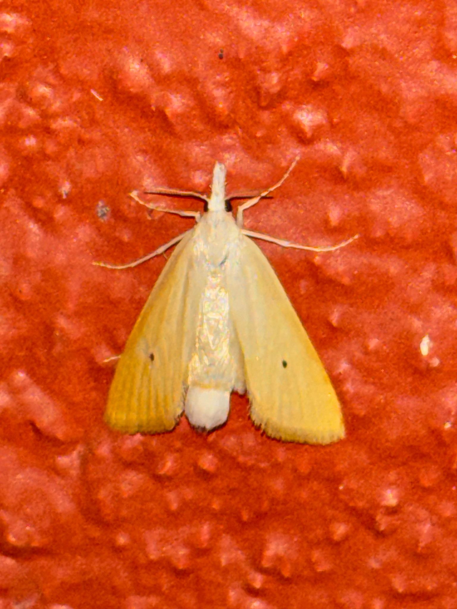 Scirpophaga incertulas