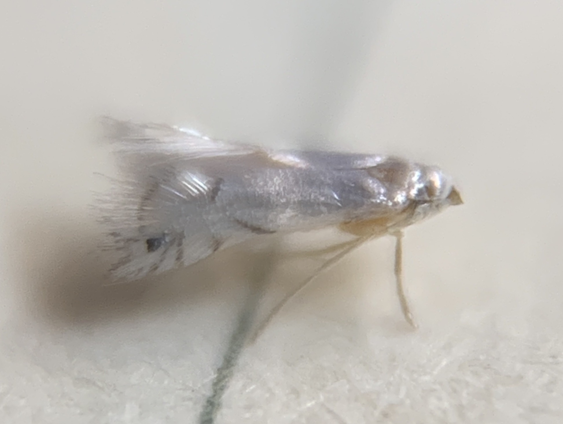 Phyllocnistis vitegenella