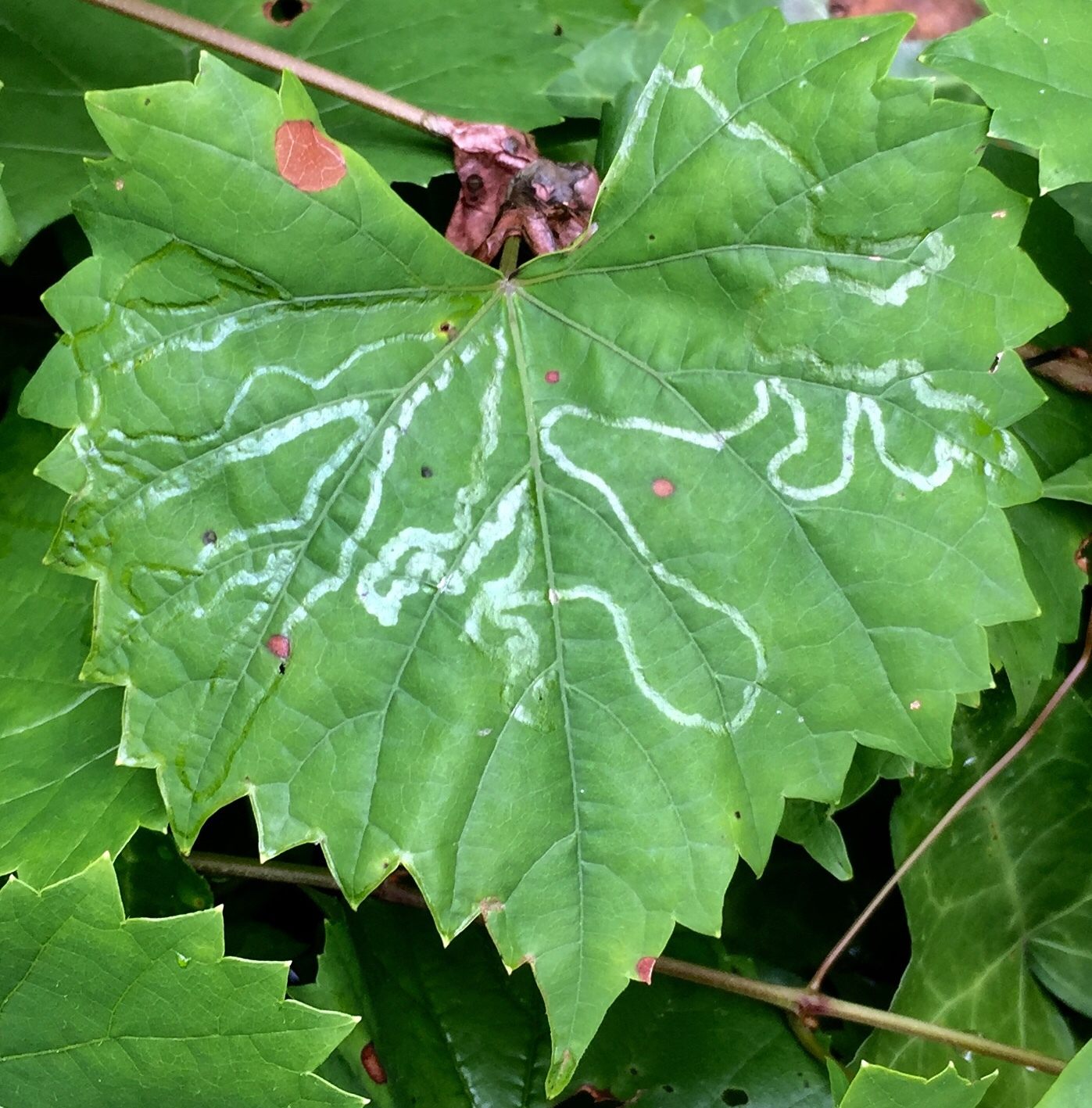 Phyllocnistis vitegenella