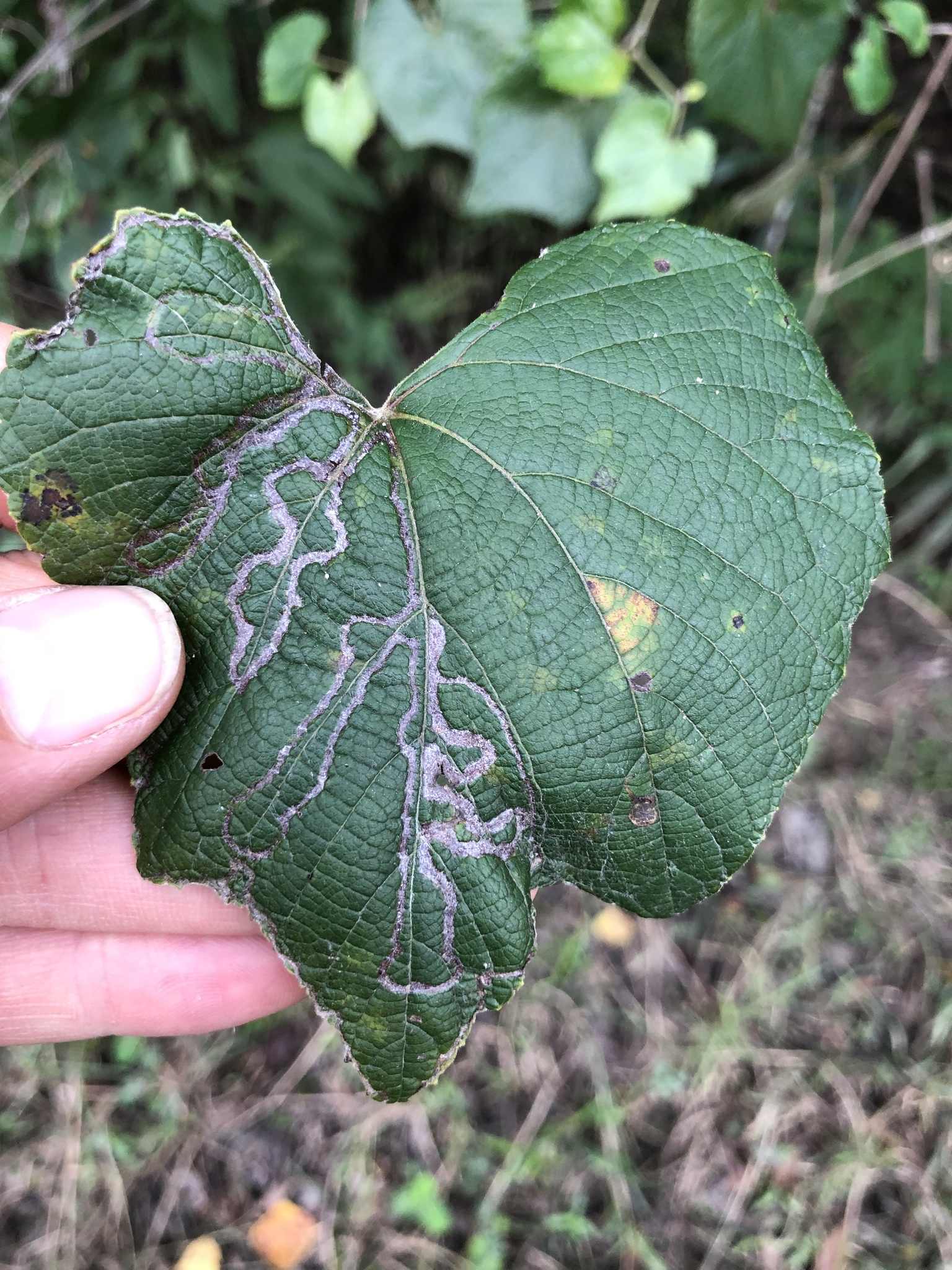 Phyllocnistis vitegenella