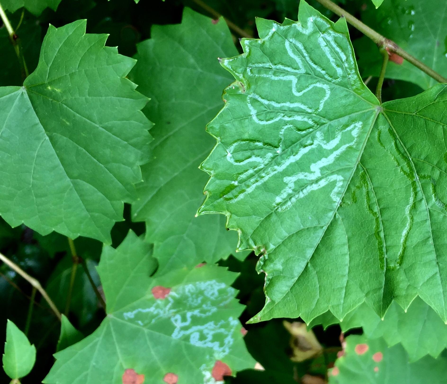Phyllocnistis vitegenella