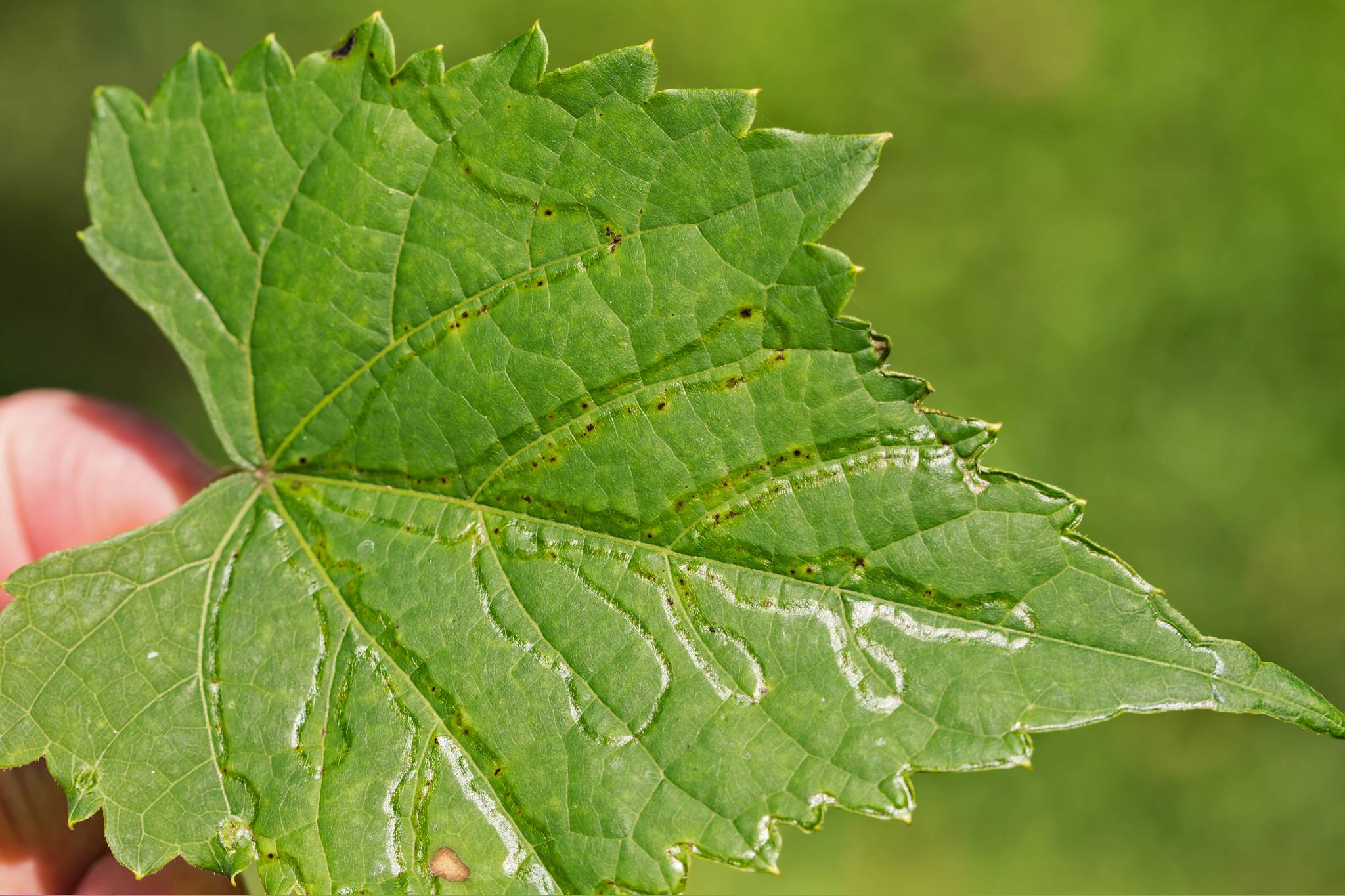 Phyllocnistis vitegenella