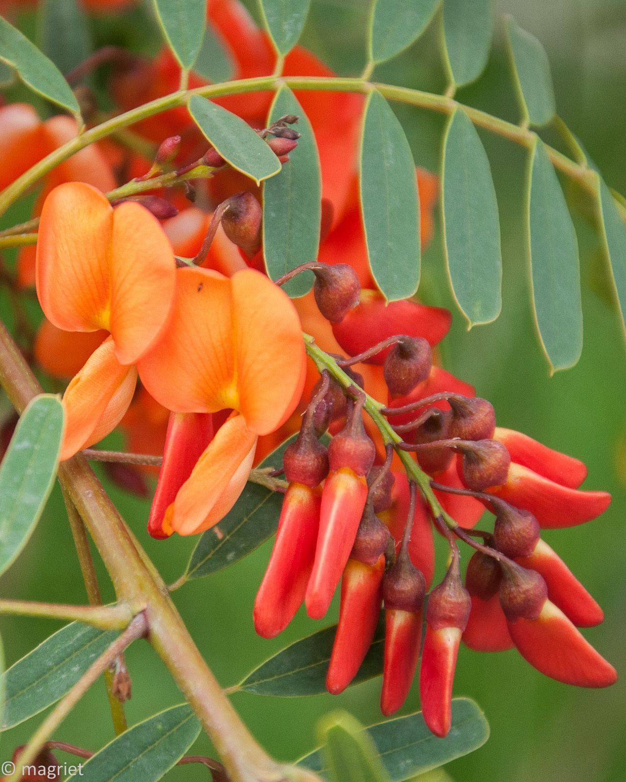 Sesbania punicea