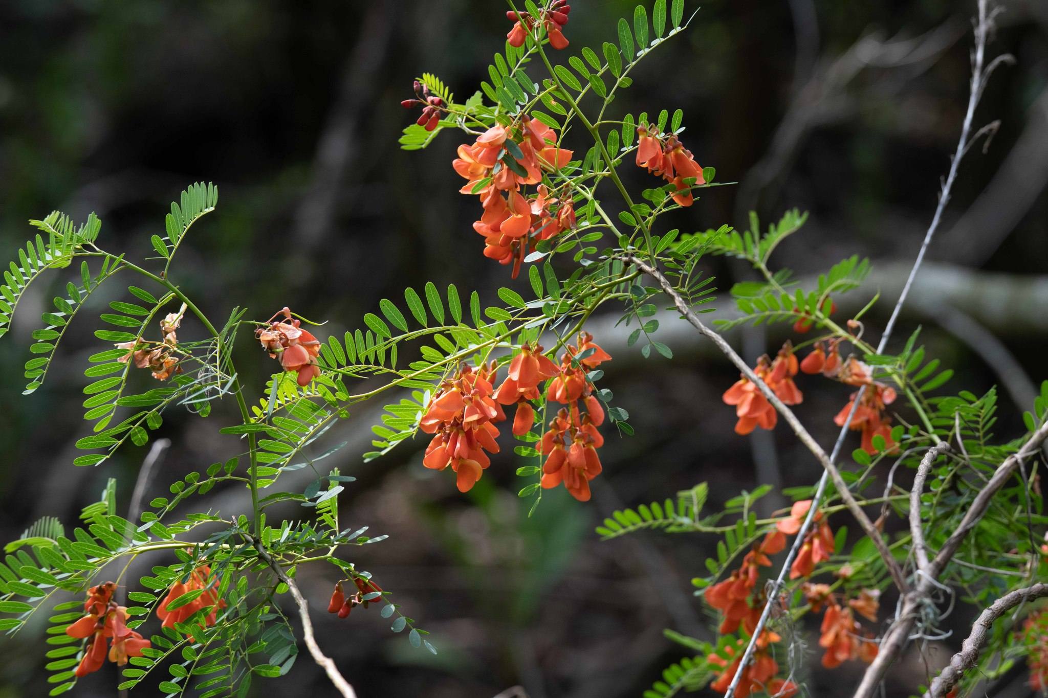 Sesbania punicea