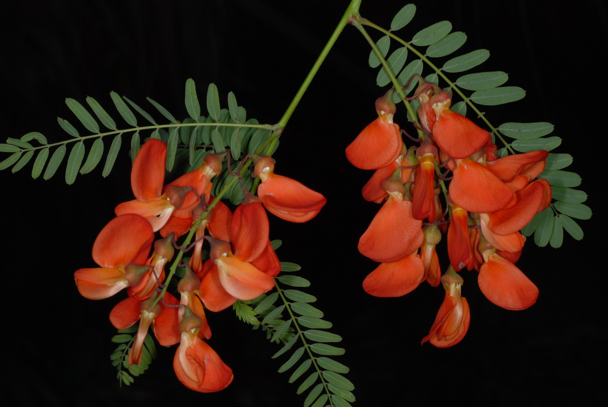 Sesbania punicea