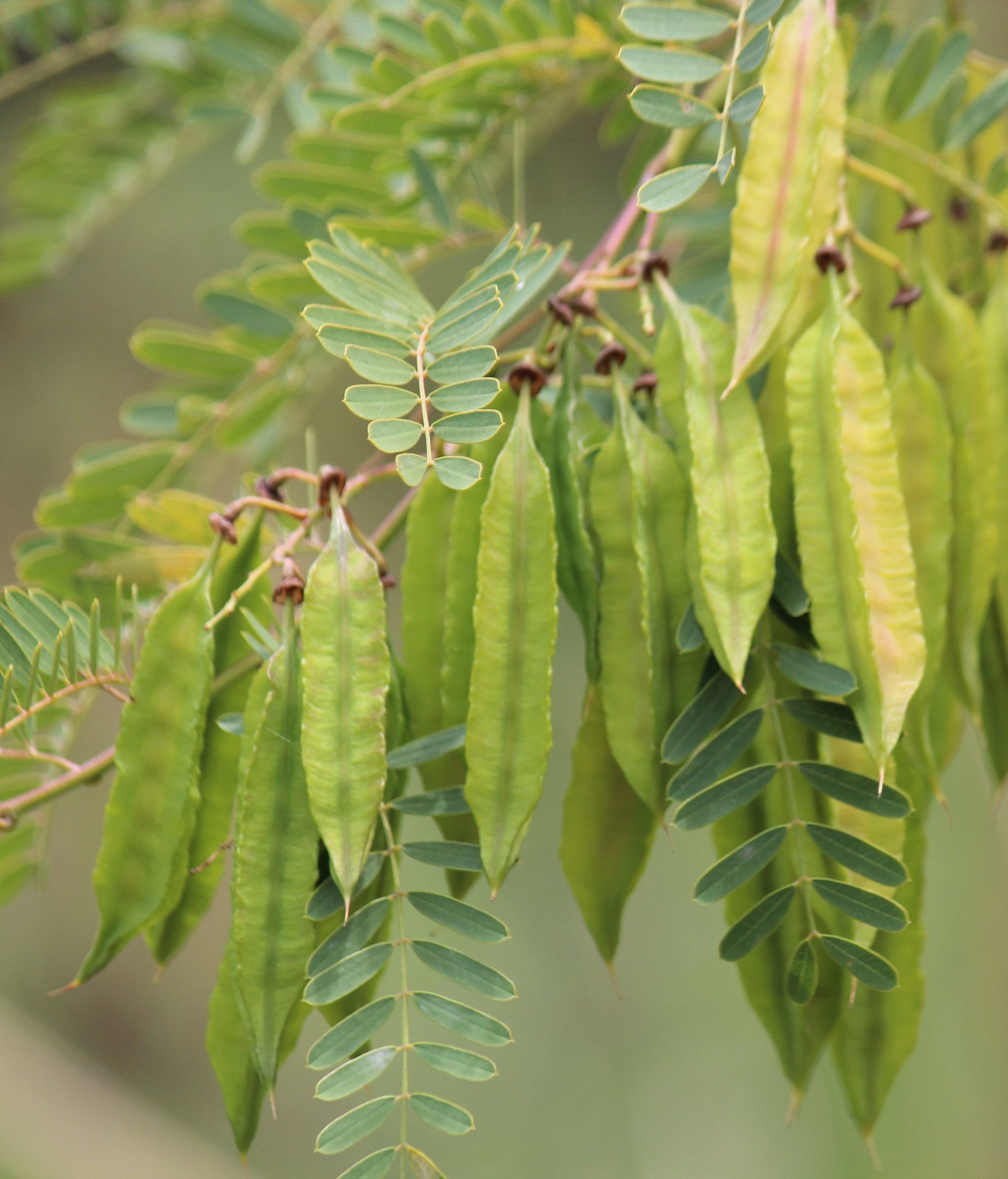 Sesbania punicea