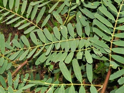 Sesbania punicea