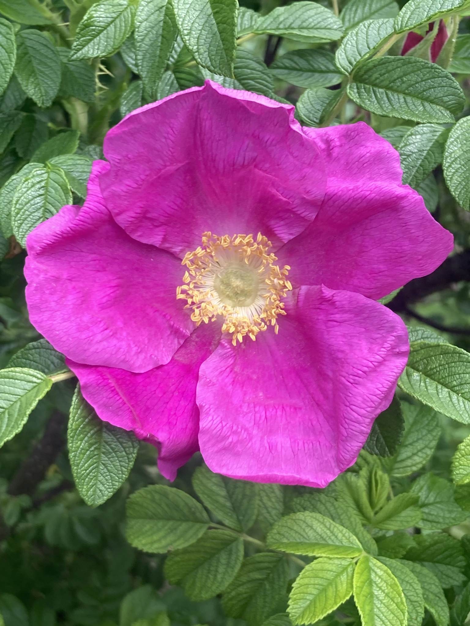 Rosa rugosa