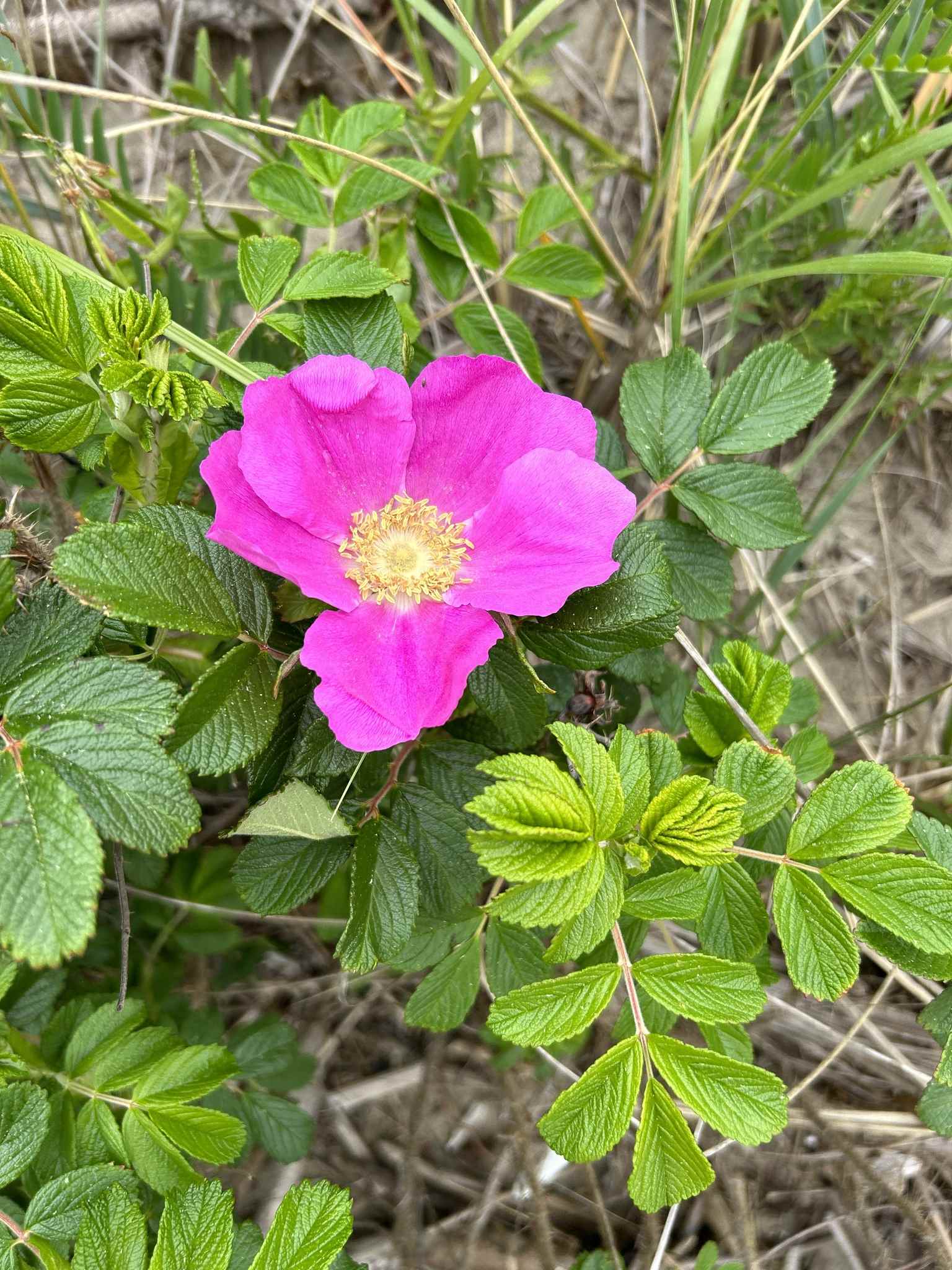 Rosa rugosa