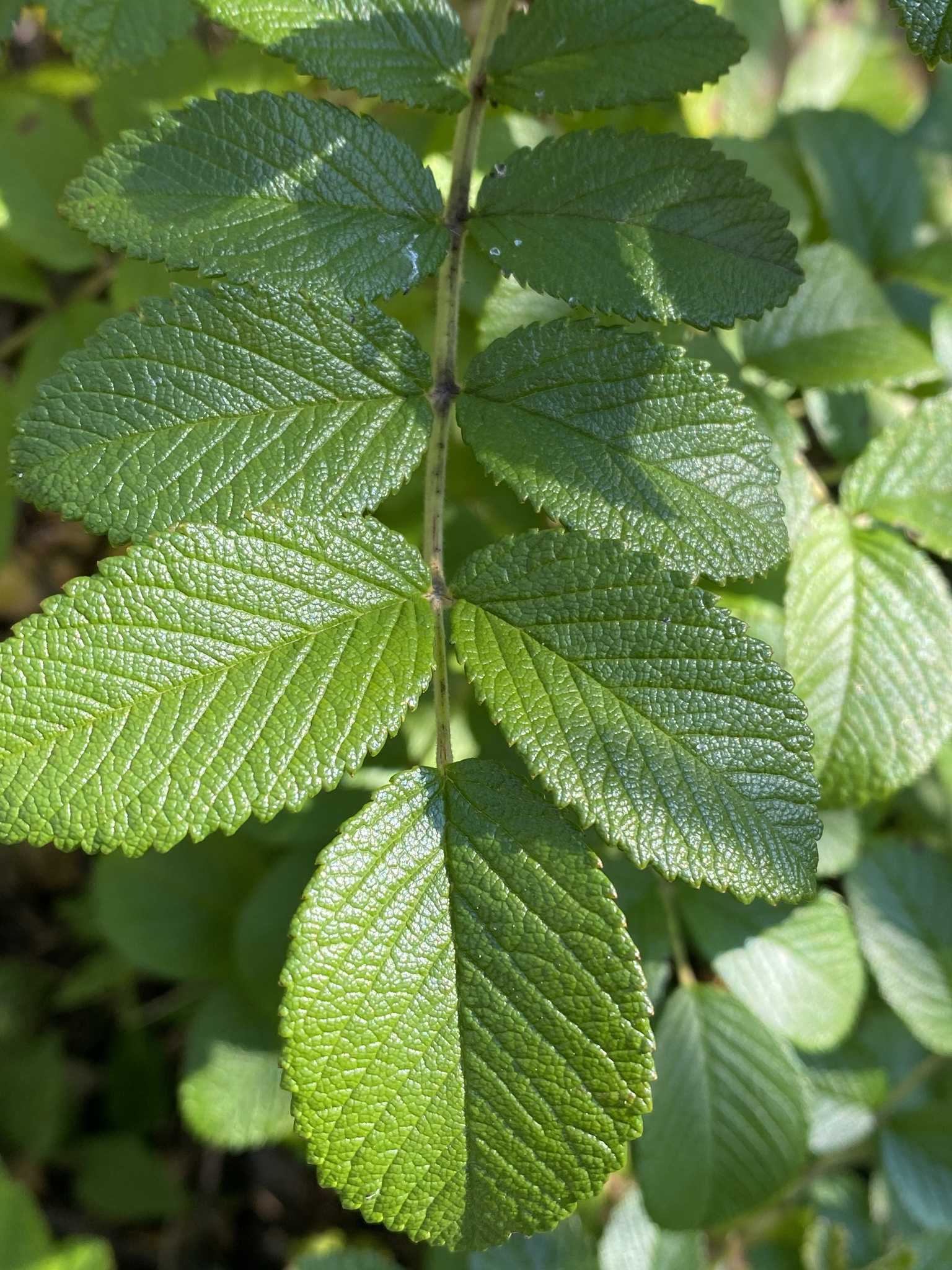 Rosa rugosa