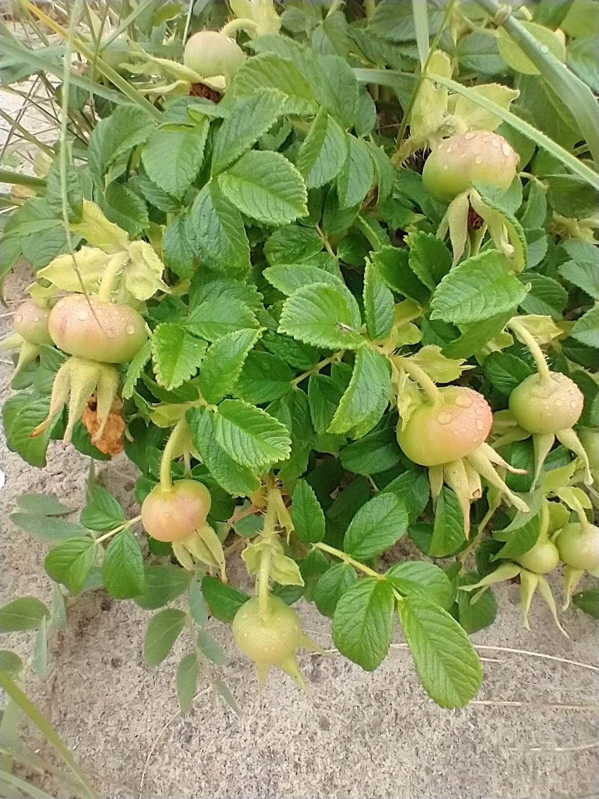 Rosa rugosa