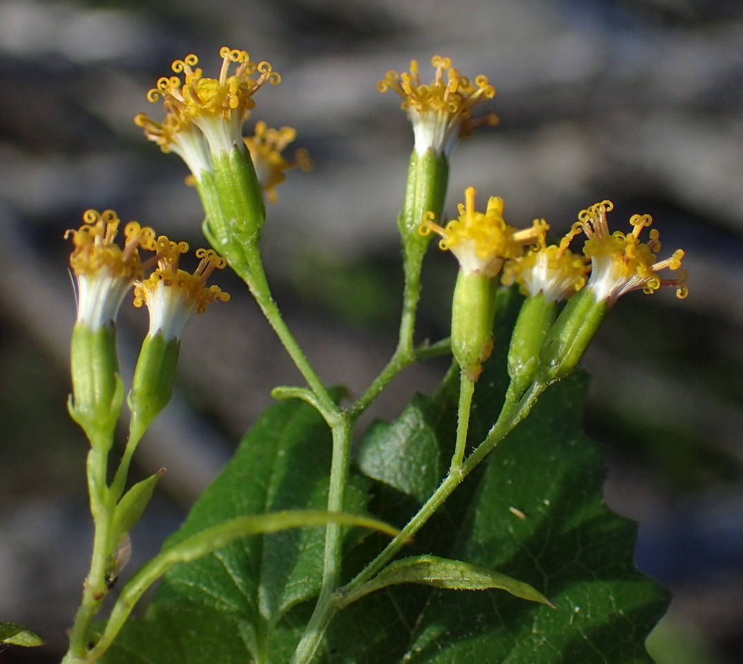 Senecio deltoideus