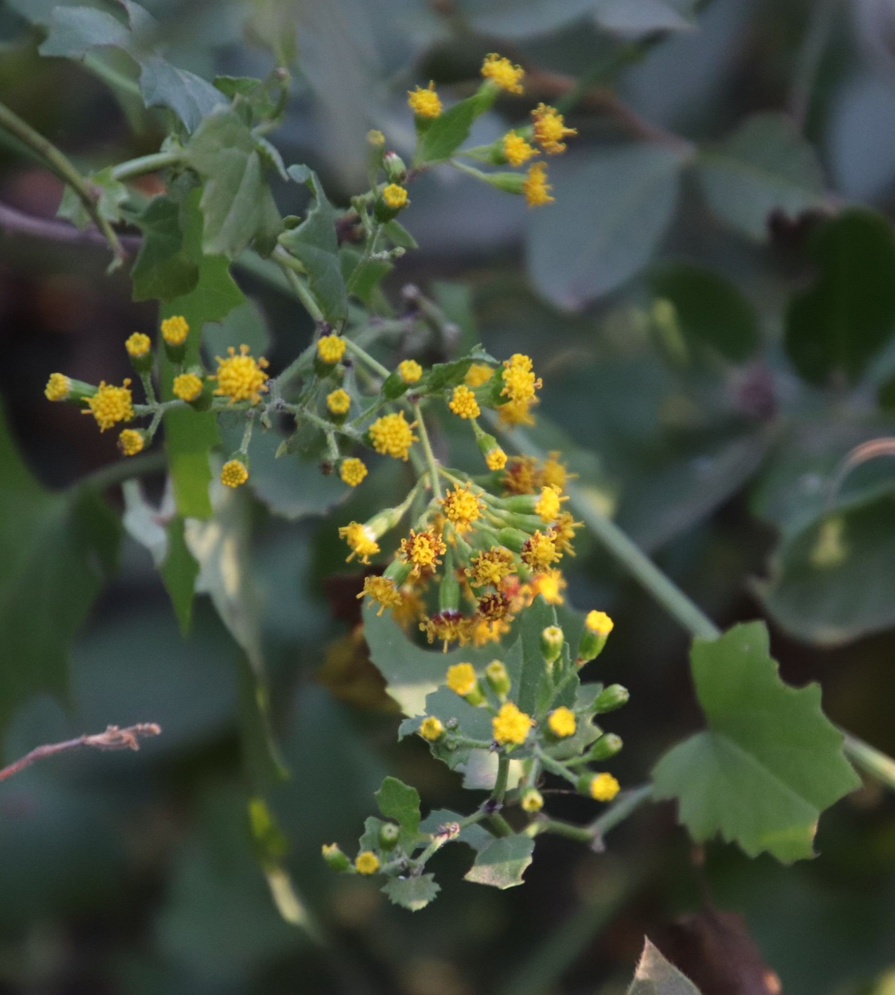 Senecio deltoideus
