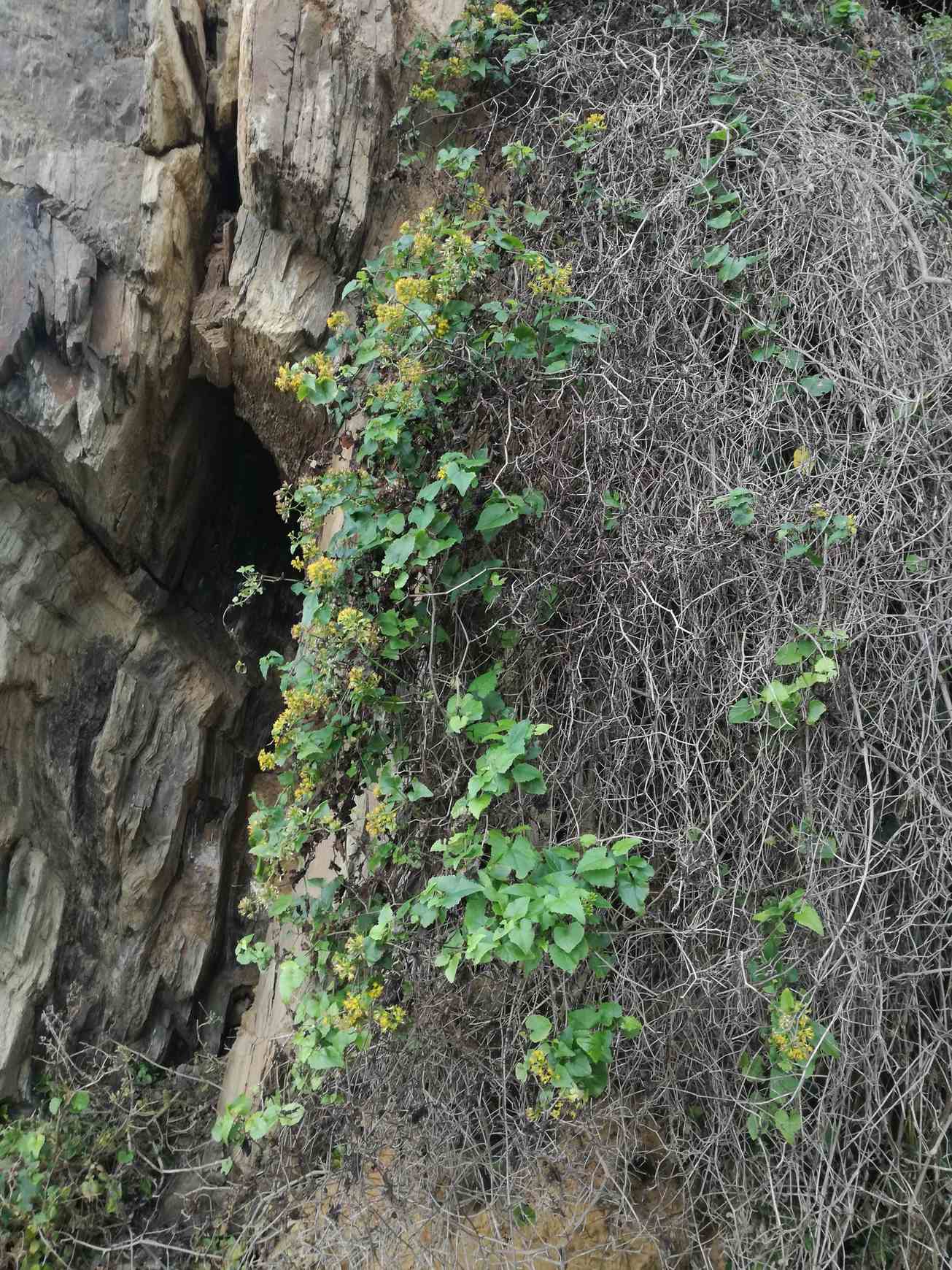 Senecio deltoideus