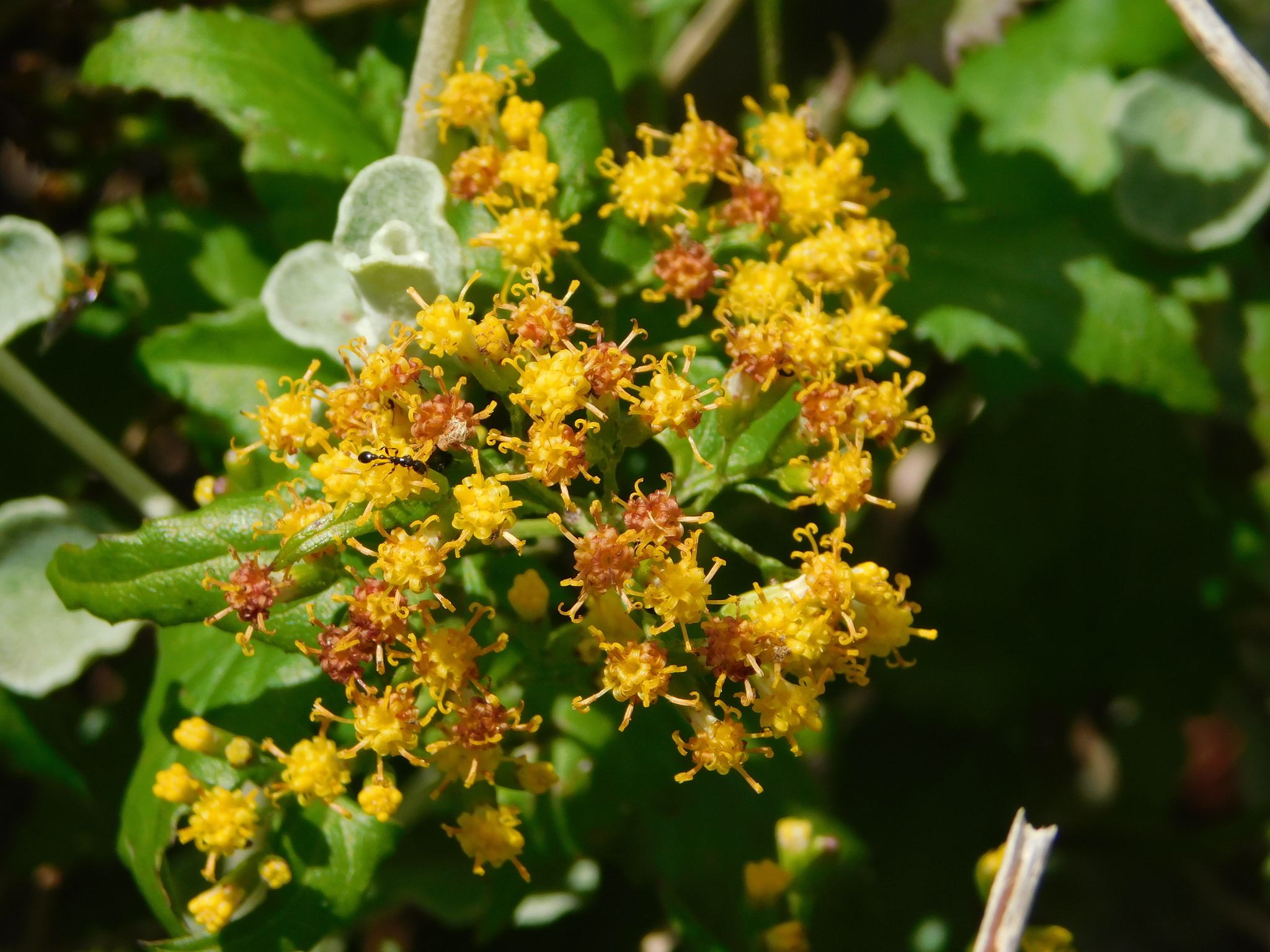 Senecio deltoideus